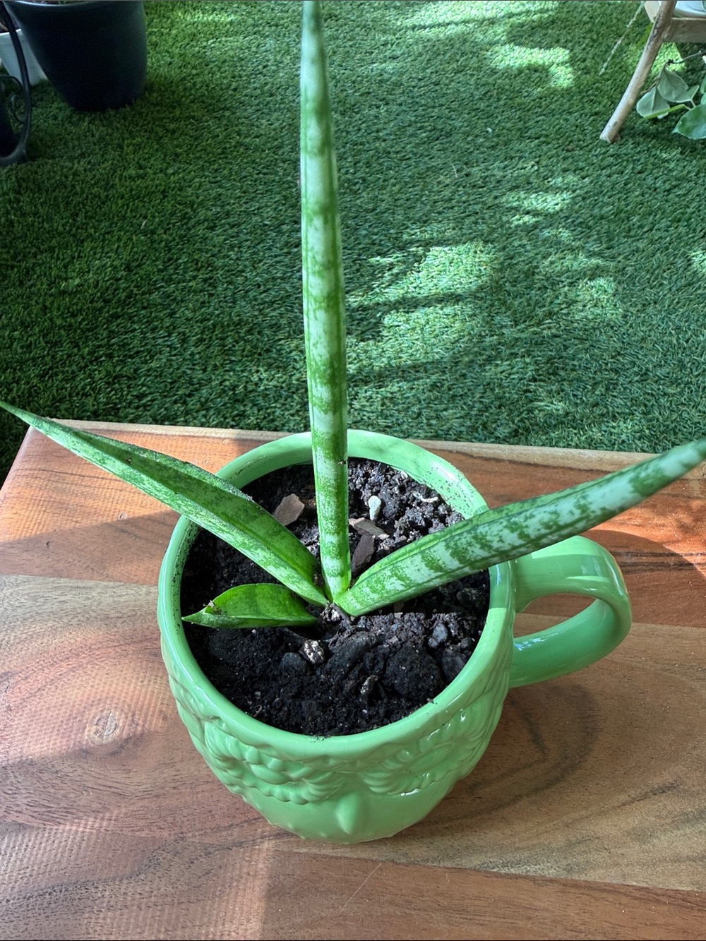 Live Sanseviera Cylindrical Green Ceramic Plant Mug - Decorative Indoor Planter